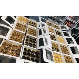 Premium Banana chocochips muffins 